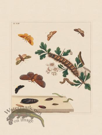 Moses Harris Insects 43